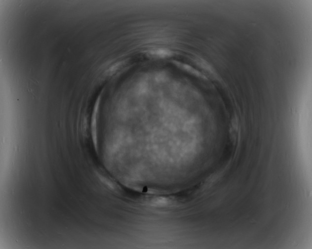 X0000085280330200703301921