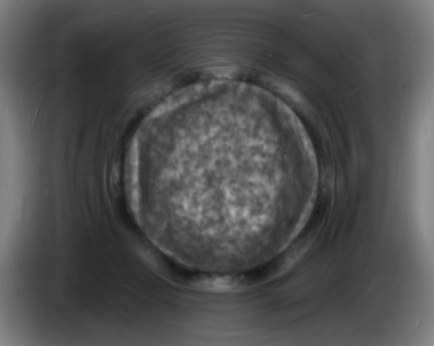 X0000085280365200703301921