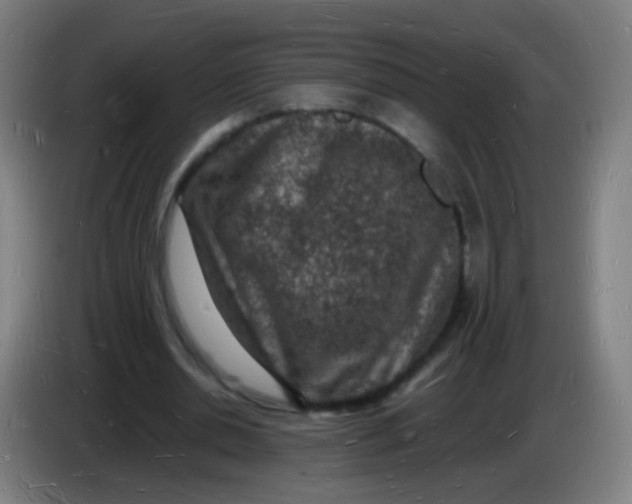 X0000085280438200703301919