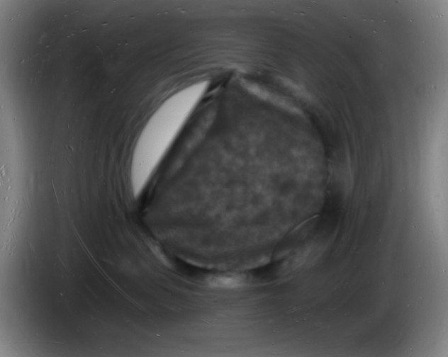 X0000085280479200703301920