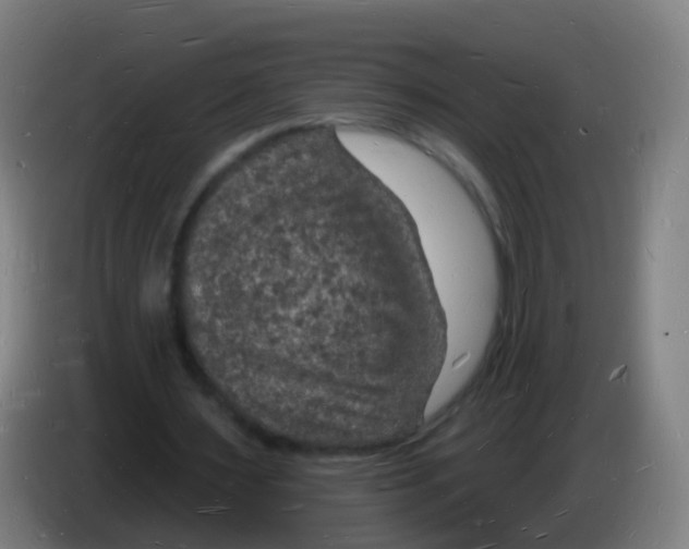 X0000085280483200703301919