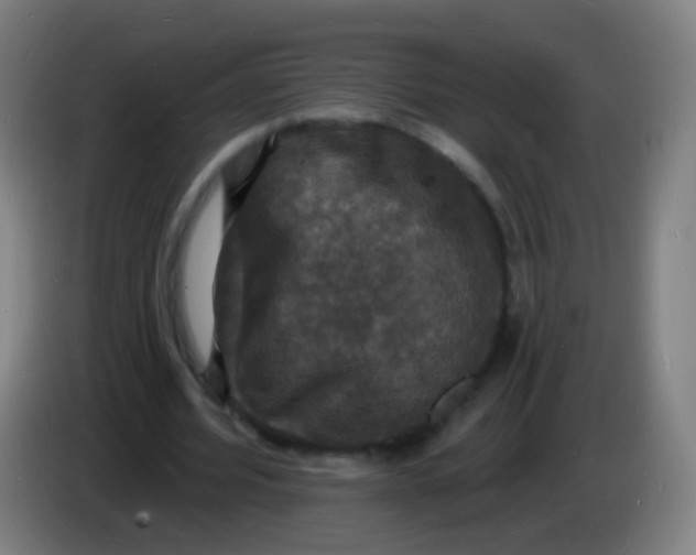 X0000085280580200703301918