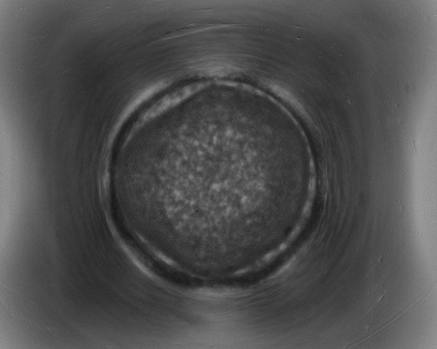 X0000085280630200703301916