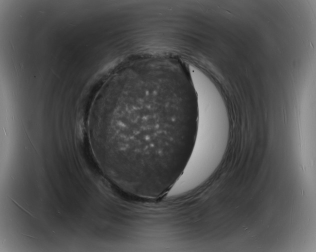 X0000085280644200703301917