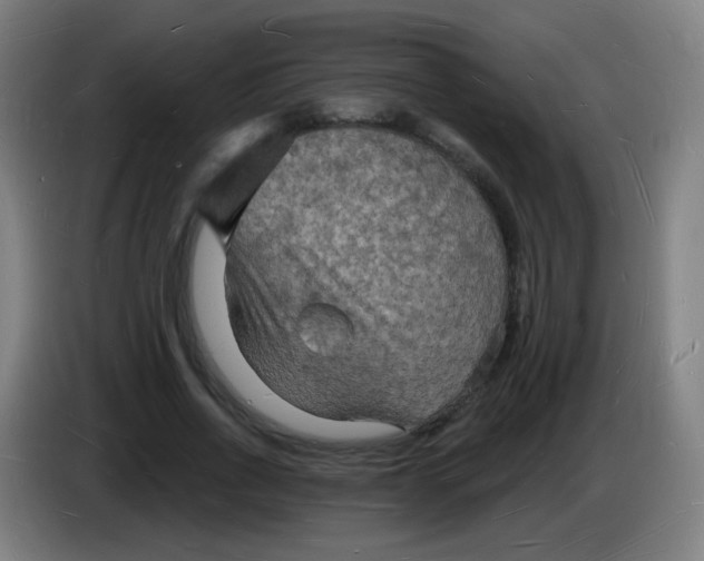 X0000085280734200703301915