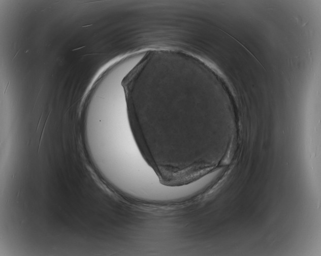X0000085280838200703301914