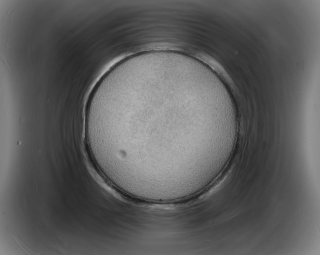 X0000085280844200703301914