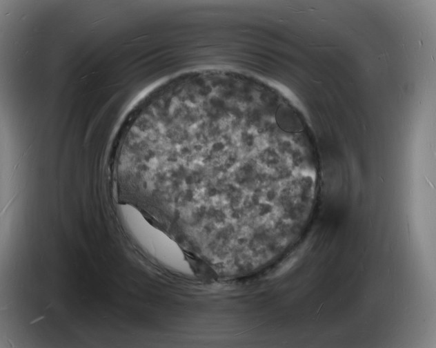 X0000085280879200703301913