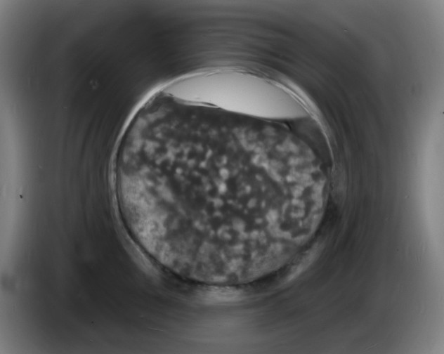 X0000085280907200703301913