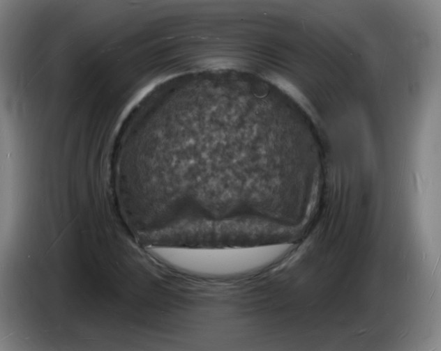 X0000085281023200703301911