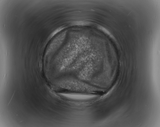 X0000085281025200703301911