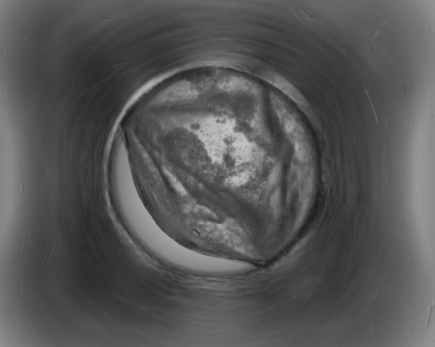 X0000085281028200703301911