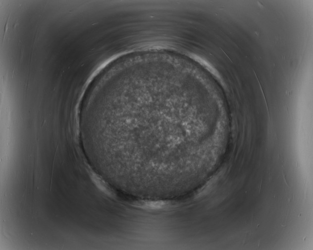 X0000085281031200703301911