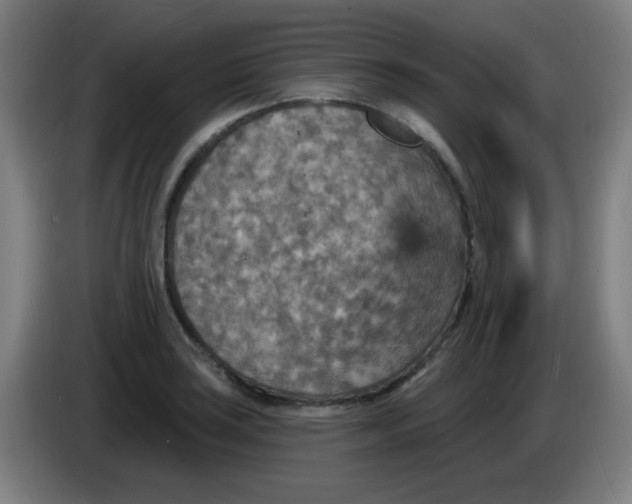 X0000085281035200703301911