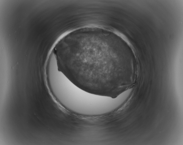 X0000085281048200703301911