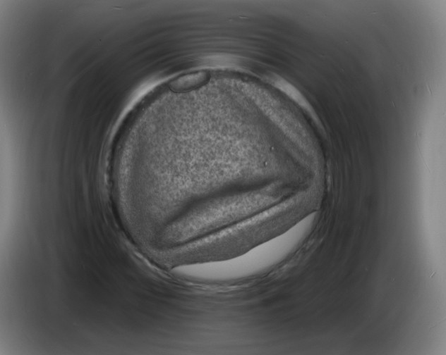 X0000085281068200703301911