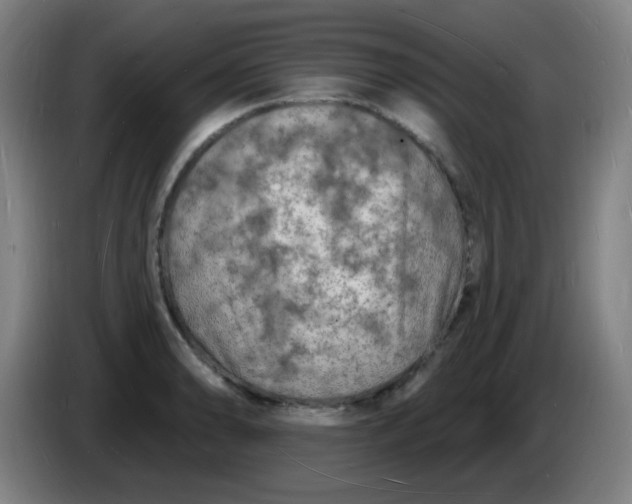 X0000085281086200703301910