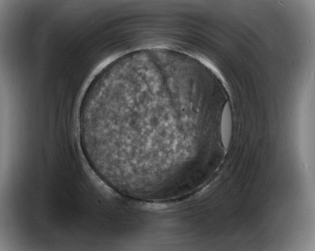 X0000085281088200703301910