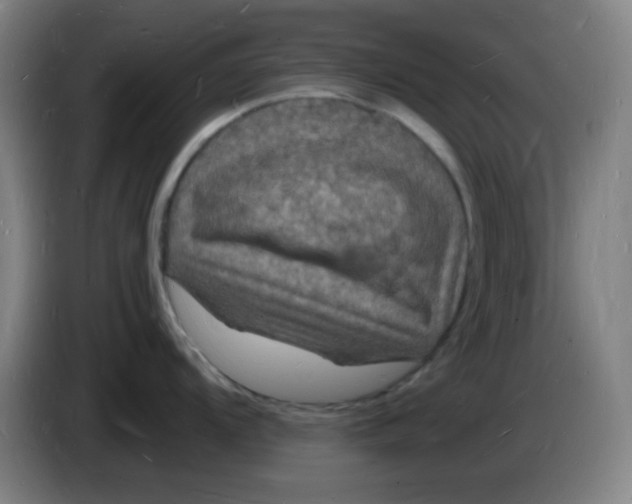 X0000085281104200703301910