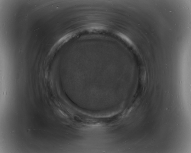 X0000085281112200703301910