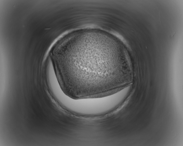 X0000085281118200703301910