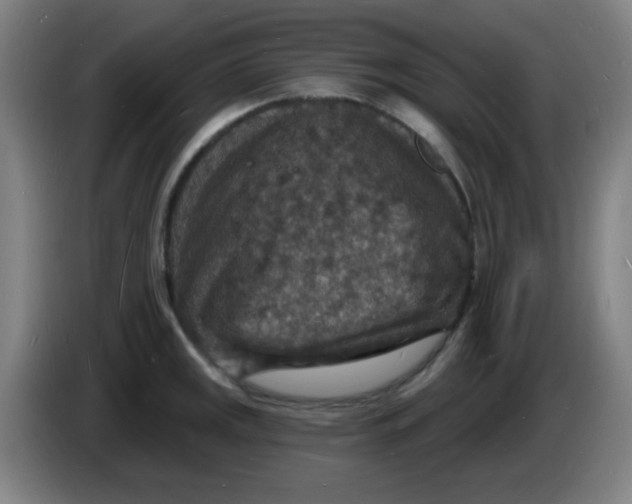 X0000085281141200703301910