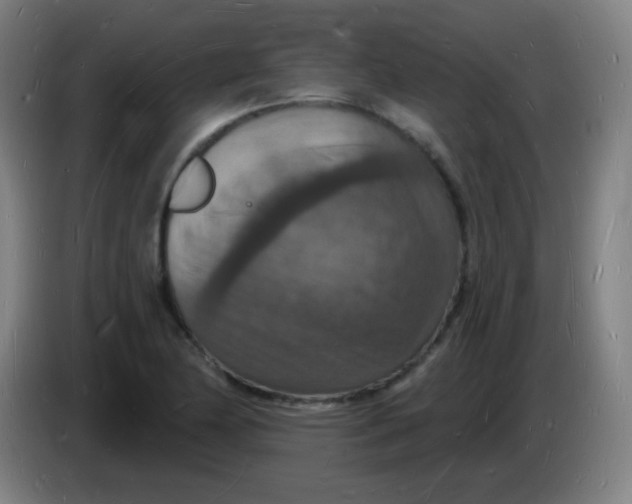 X0000085281174200703301909