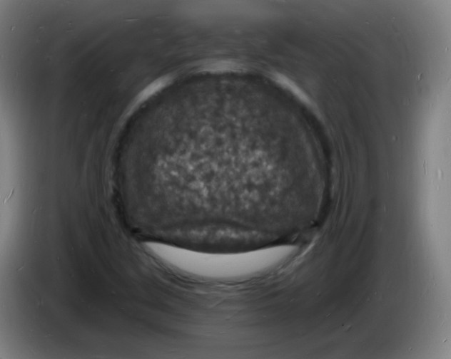 X0000085281213200703301908