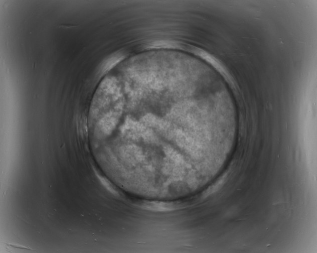 X0000085281241200703301909