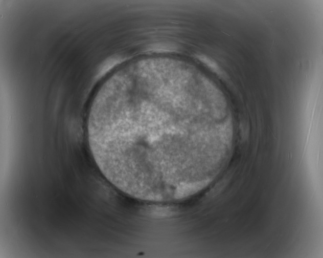 X0000085281266200703301908