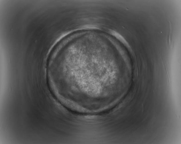 X0000085281268200703301908