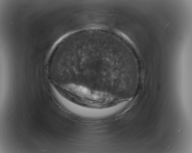 X0000085281310200703301907