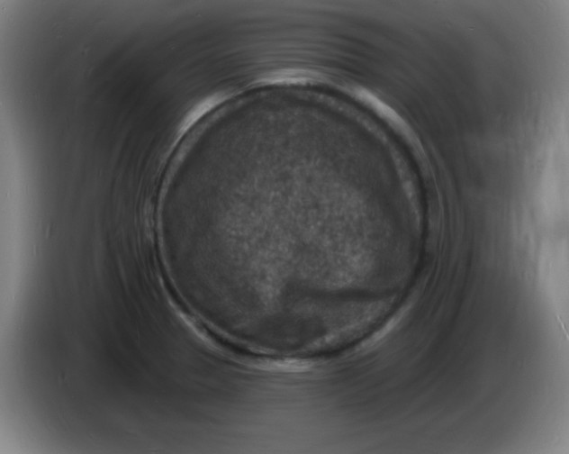 X0000085281329200703301907