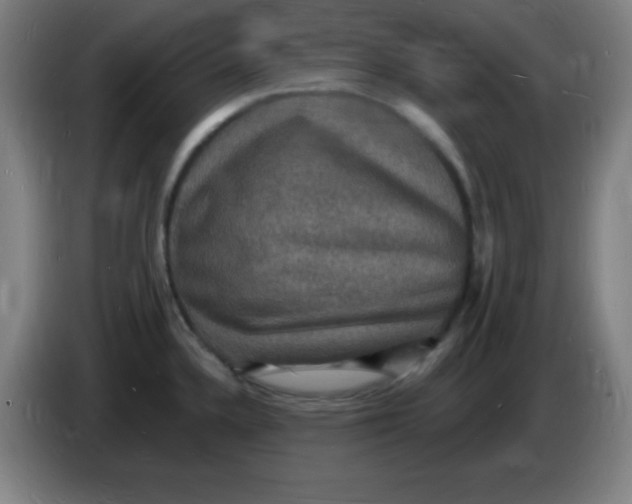 X0000085281336200703301907