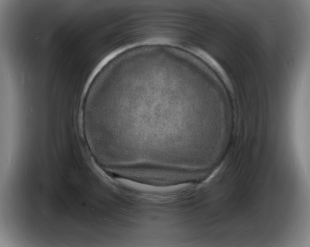 X0000085281340200703301907