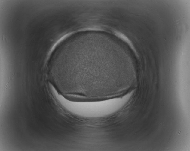X0000085281360200703301907