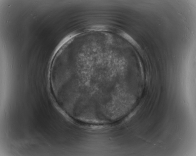 X0000085281378200703301906