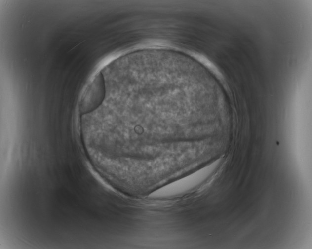 X0000085281382200703301906