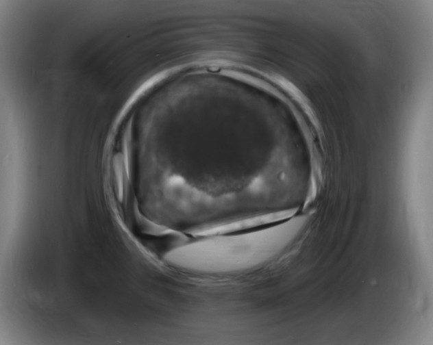 X0000085281384200703301906
