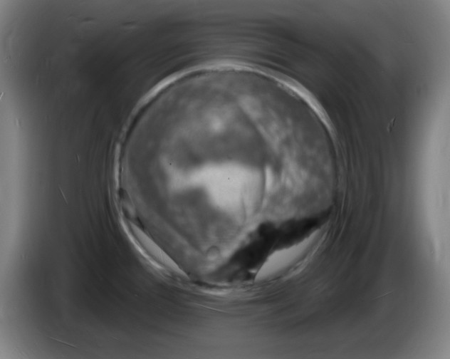 X0000085281388200703301906