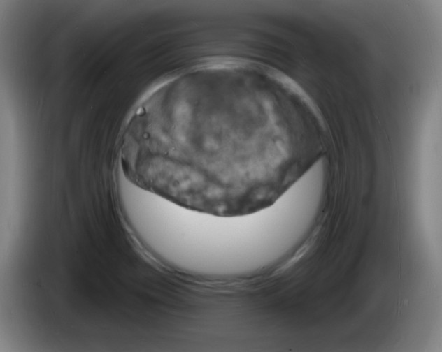 X0000085281417200703301906