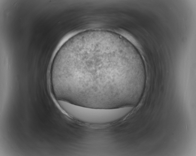X0000085281440200703301906