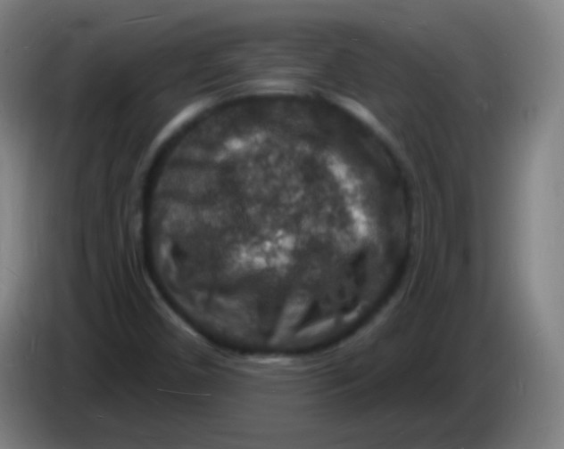 X0000085281450200703301905