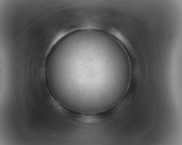 X0000085281460200703301905