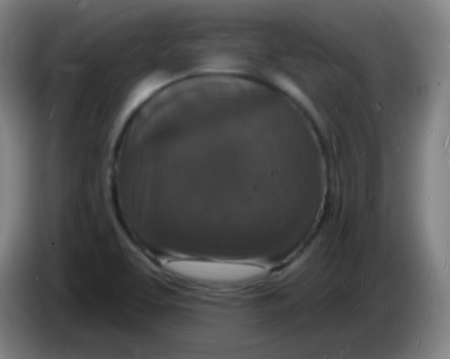 X0000085281463200703301905