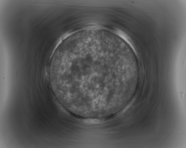 X0000085281481200703301905