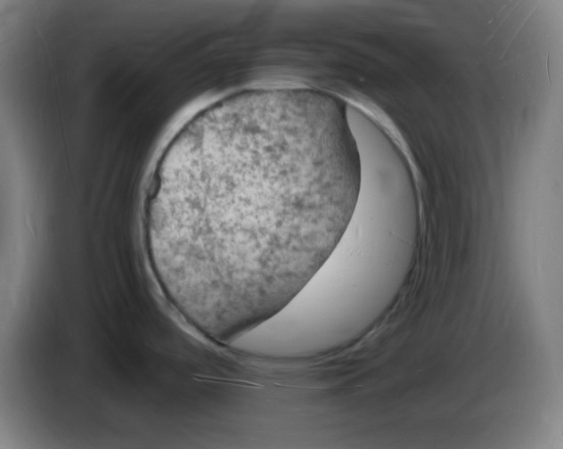 X0000085281488200703301905