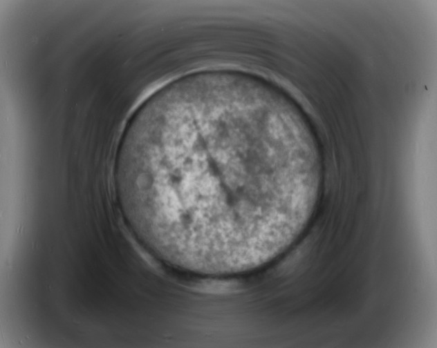X0000085281513200703301905