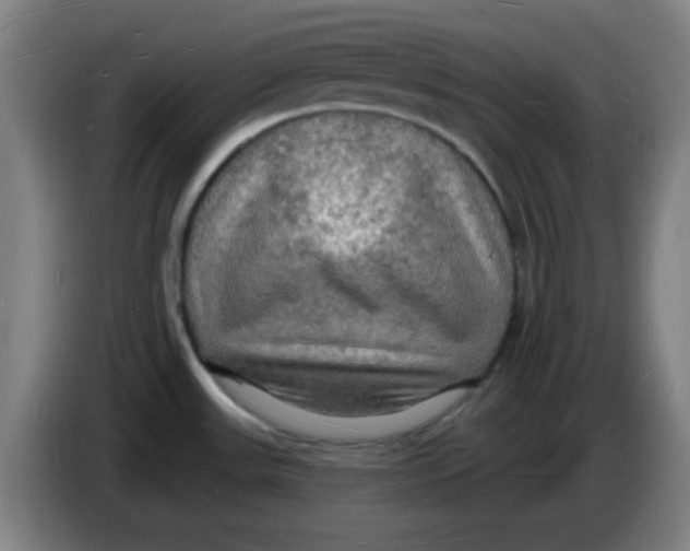 X0000085281531200703301905