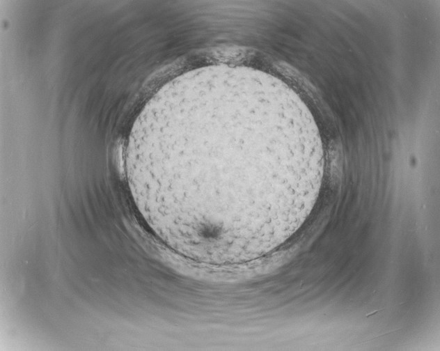 X0000085280042200704092218